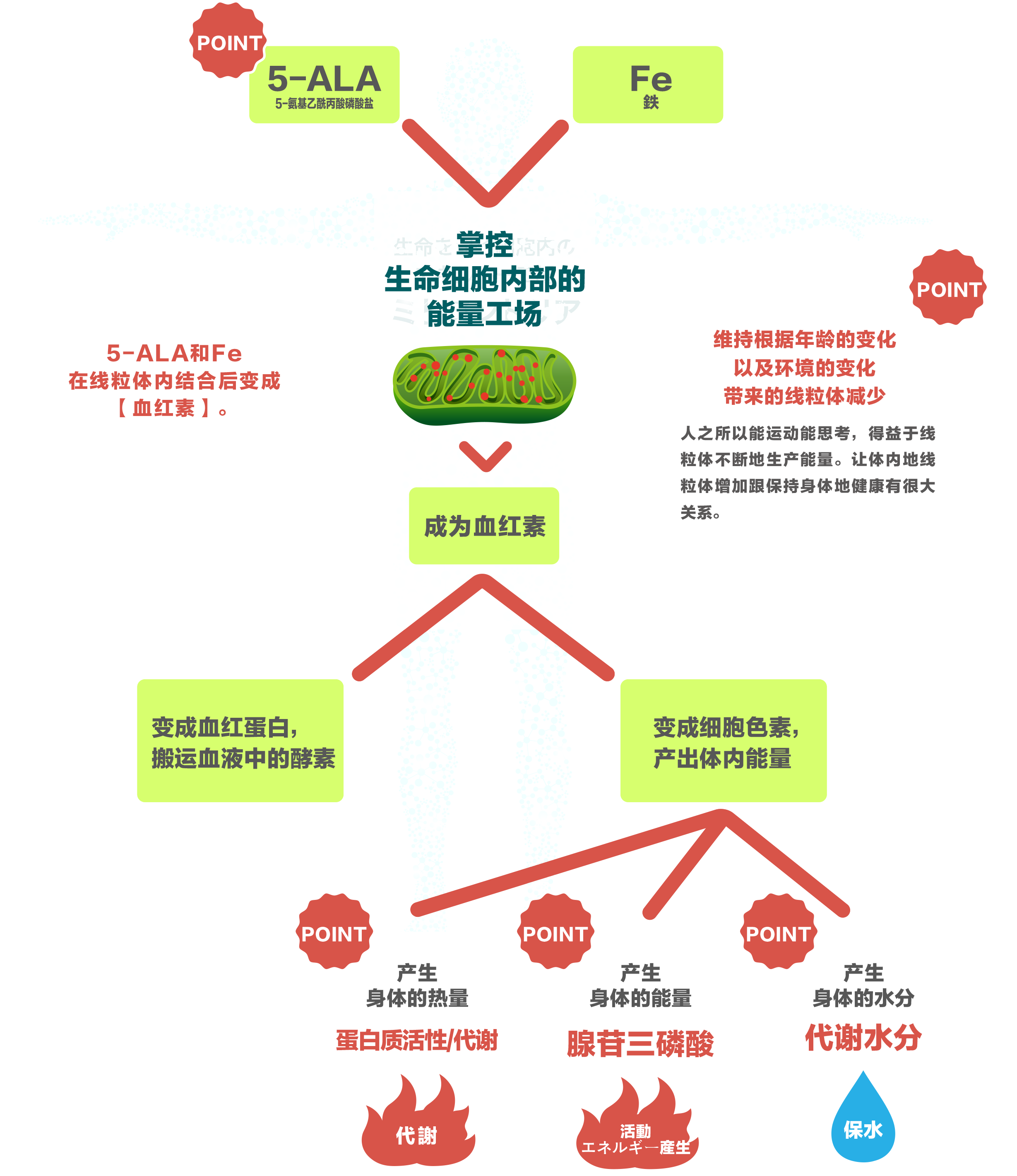 ミトコンドリア図