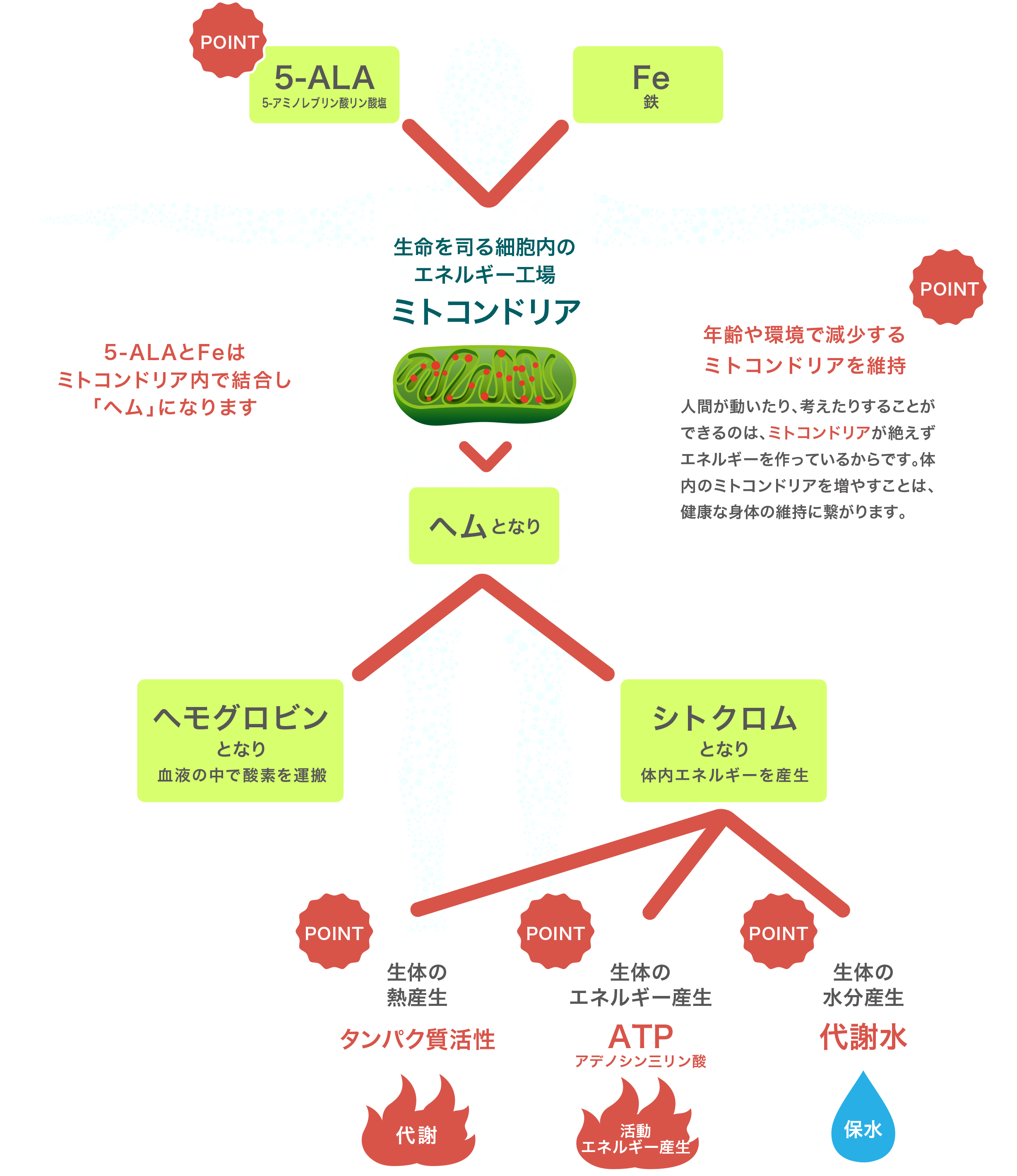 ミトコンドリア図