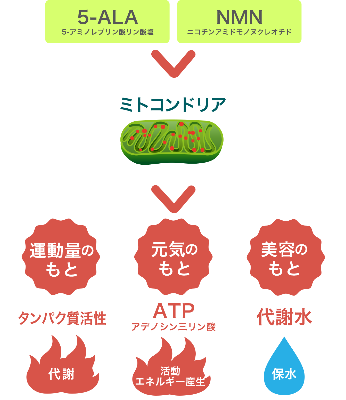 ミトコンドリア