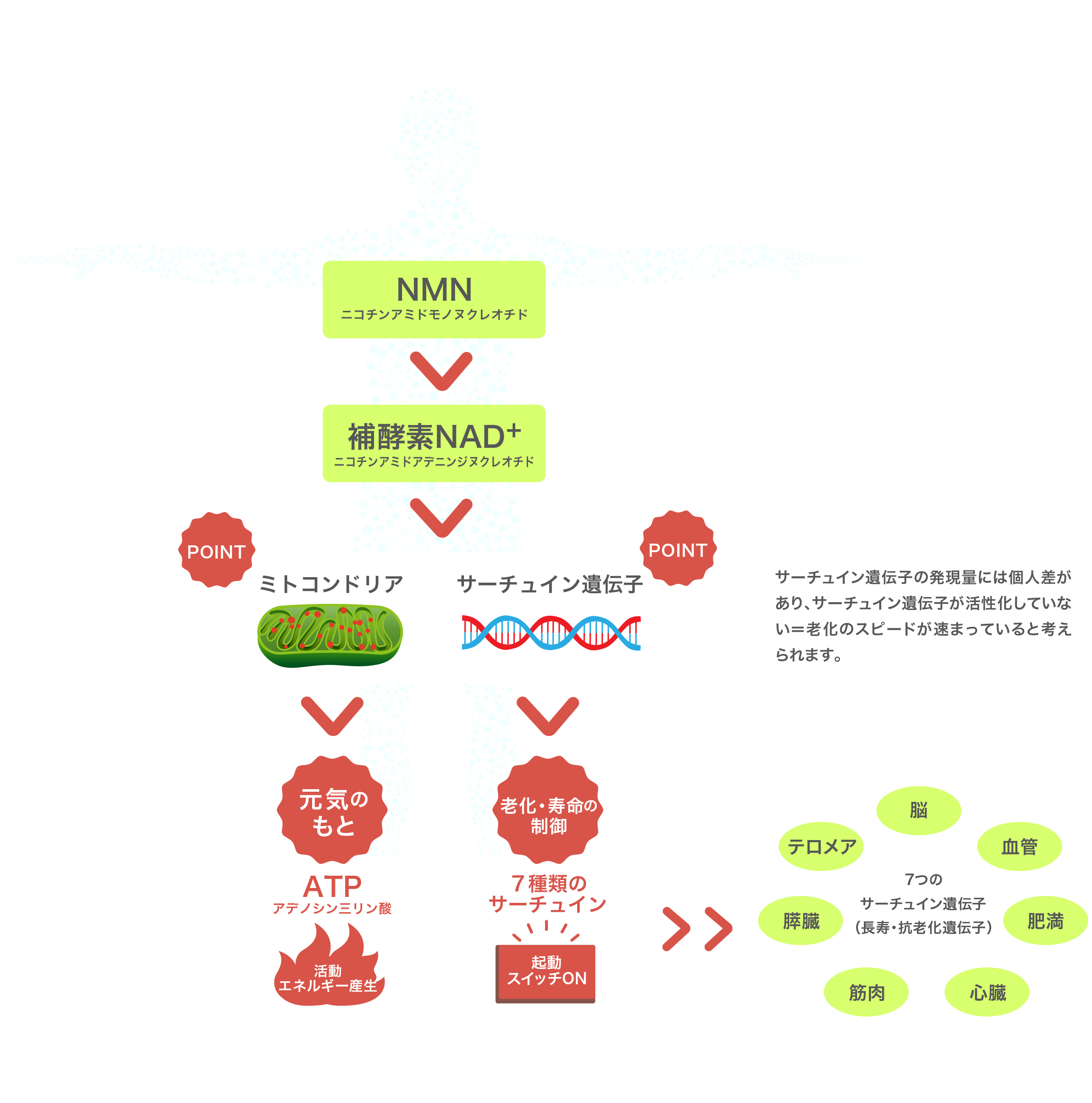 NMNミトコンドリア