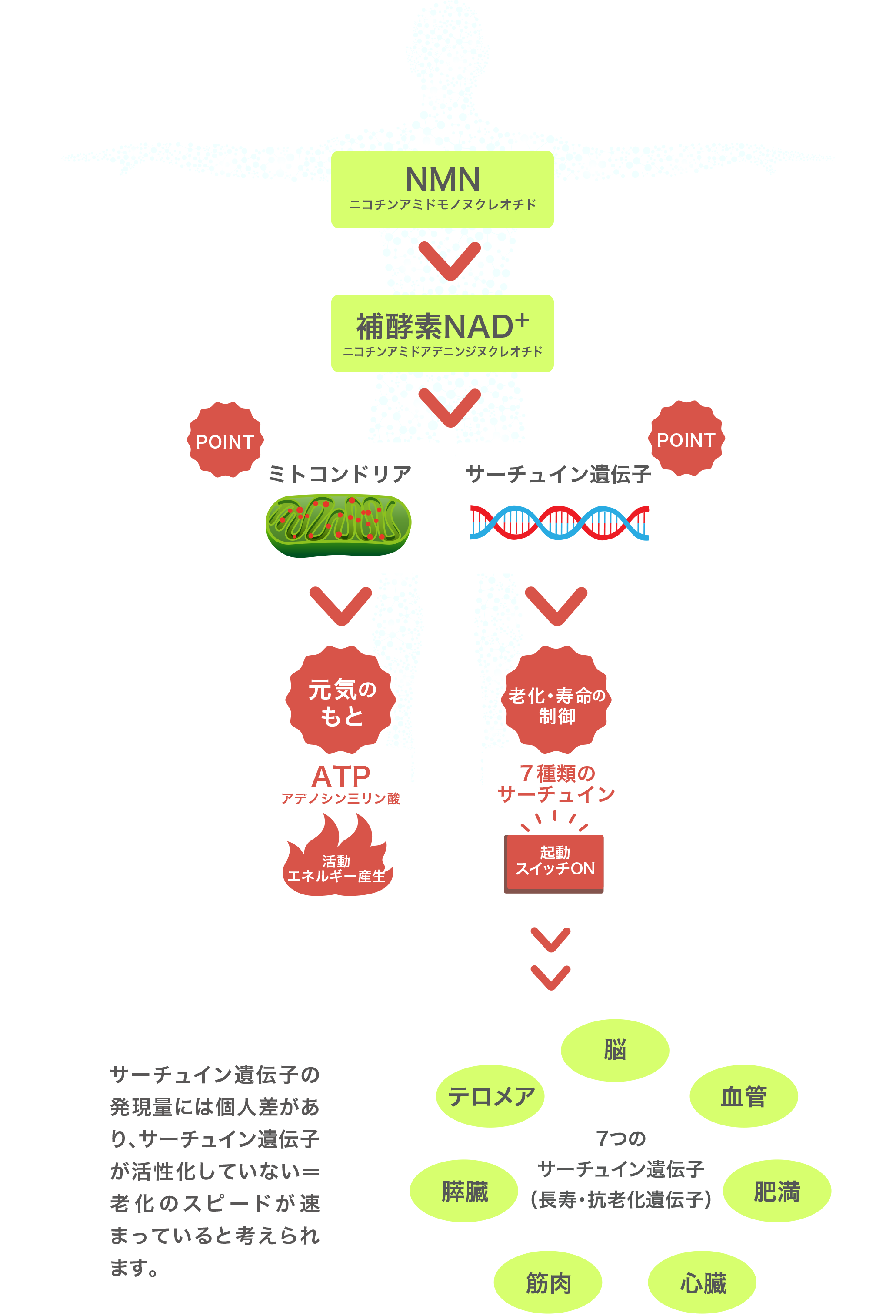 NMNミトコンドリア